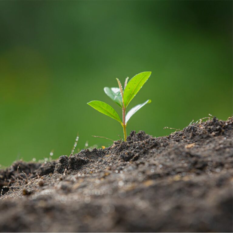 Cómo usar El Green Marketing En Tu Empresa