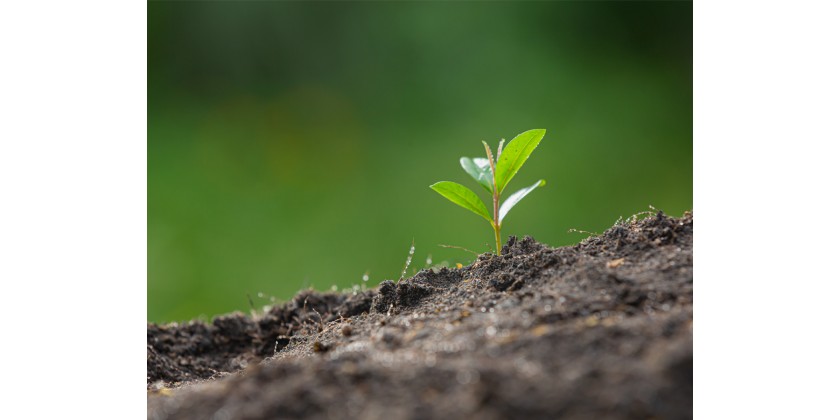 Usar el green marketing en tu empresa
